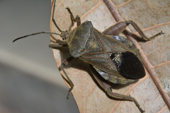 Pachylis bipunctatus