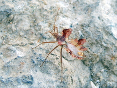 Phyllomorpha laciniata