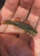 Etheostoma edwini