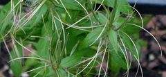 Epilobium adenocaulon