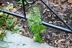Epilobium adenocaulon