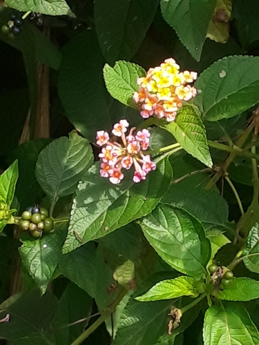 common lantana