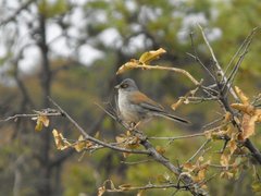 Junco