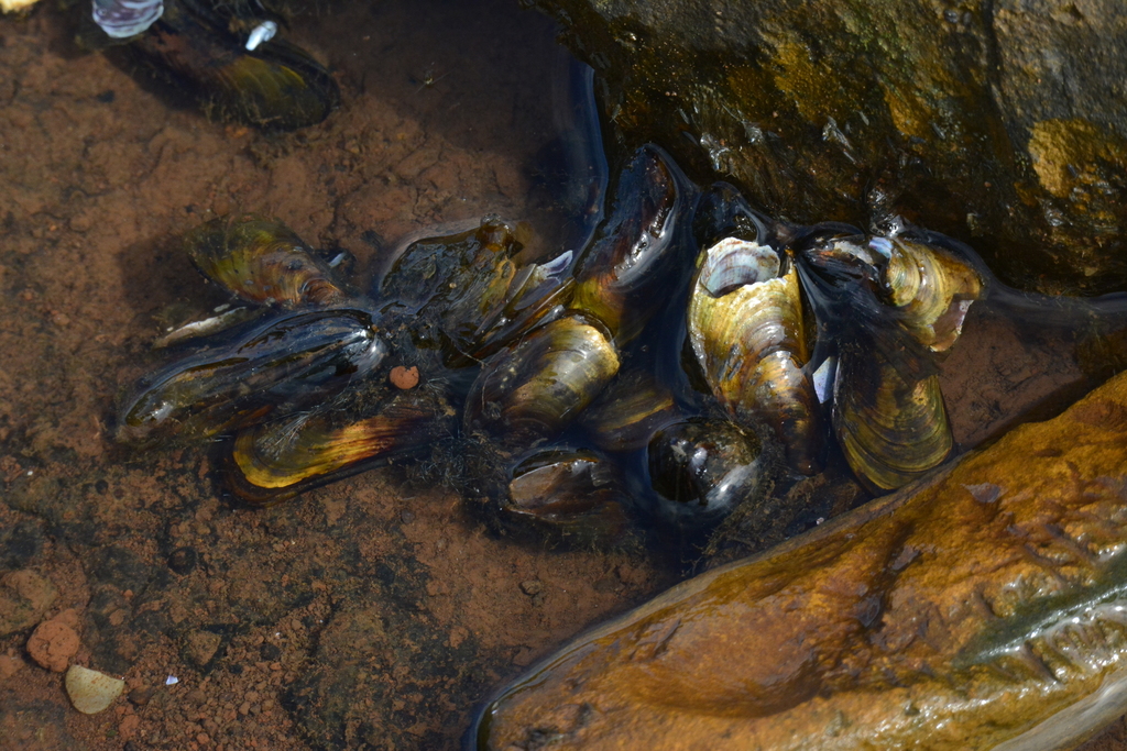 Golden Mussel from Concórdia, BR on June 27, 2020 at 11:29 AM by ...