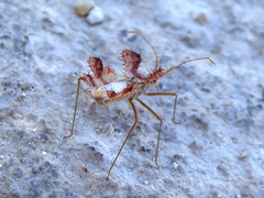 Phyllomorpha laciniata