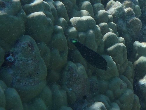 Halichoeres annularis