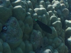 Halichoeres marginatus