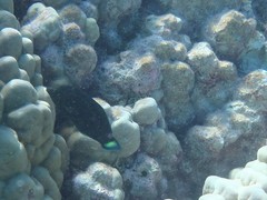 Halichoeres marginatus