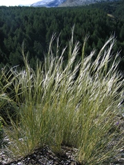 Stipa orientalis