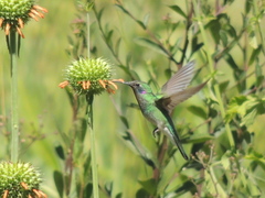 Colibri serrirostris