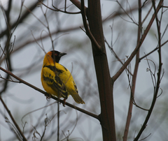 Ploceus cucullatus abyssinicus