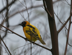 Ploceus cucullatus abyssinicus