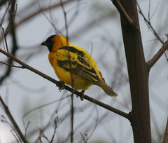 Ploceus cucullatus abyssinicus