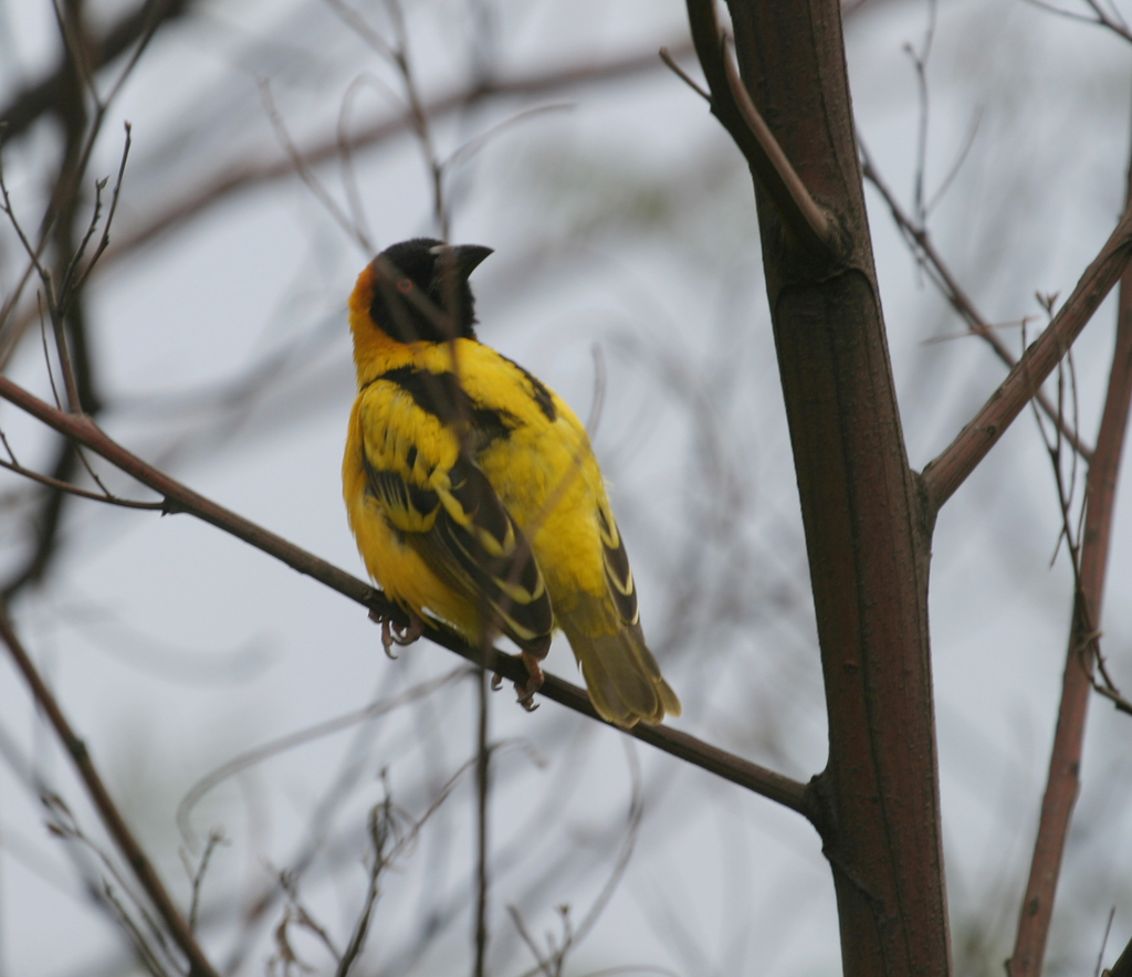 Village Weaver