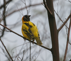 Ploceus cucullatus abyssinicus