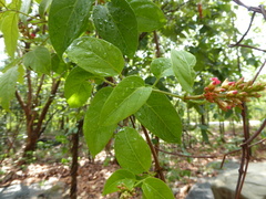Urceola polymorpha