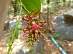 Urceola polymorpha