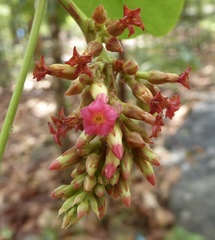 Urceola polymorpha