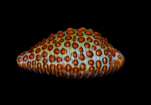 Jenner's cowry