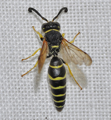 Odynerus mutilatus