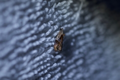 Zomaria interruptolineana