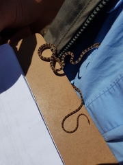 Imantodes gemmistratus