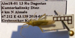 Stenodema calcarata