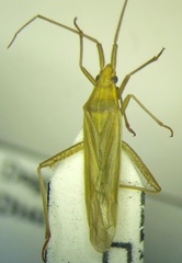 Stenodema calcarata