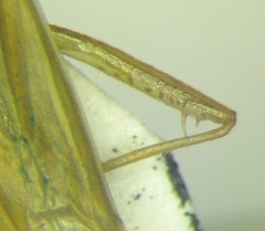 Stenodema calcarata
