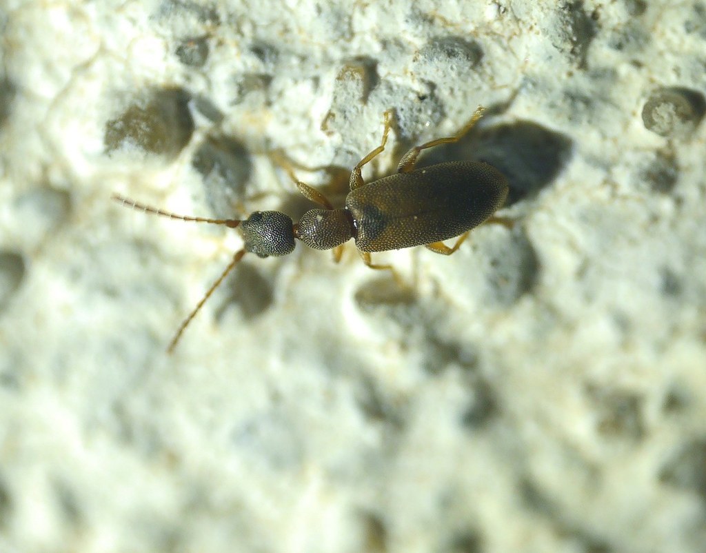 Endomia tenuicollis