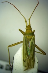 Stenodema calcarata
