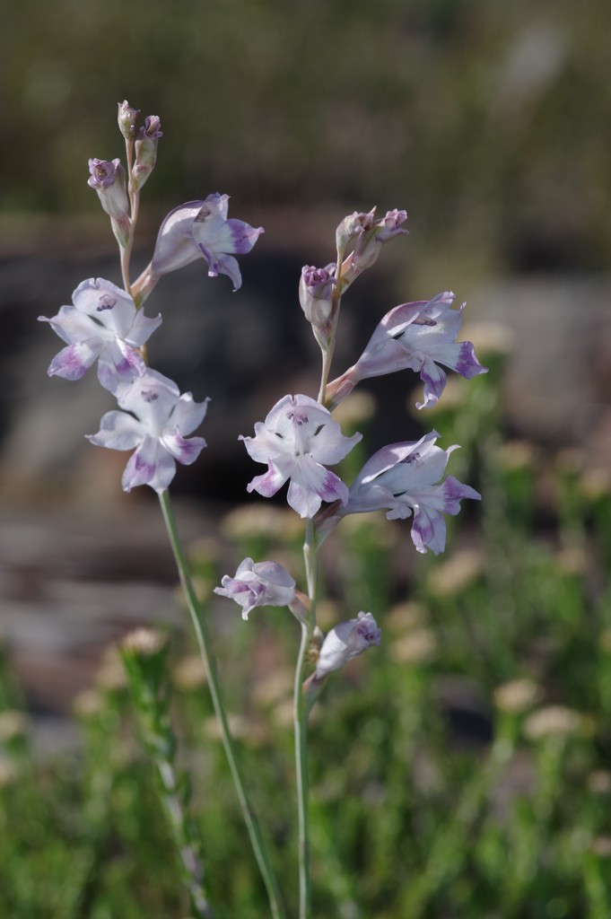 Gladiolus wilsonii