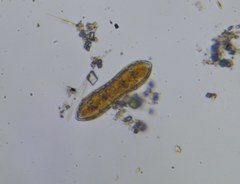 Surirella librile