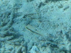 Canthigaster bennetti