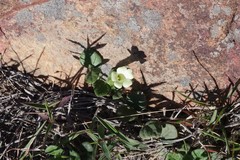 Thunbergia capensis