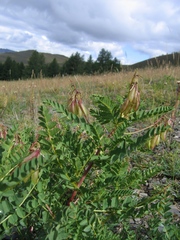 Astragalus propinquus
