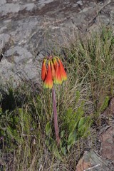 Cyrtanthus obliquus