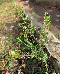 Lepidium virginicum