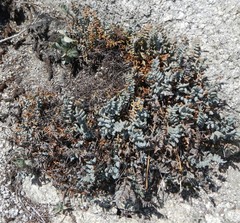 Pellaea bridgesii