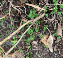 Lepidium virginicum