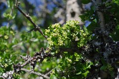 Canthium spinosum