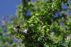 Canthium spinosum