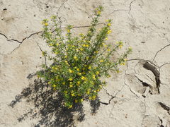 Scoparia montevidensis