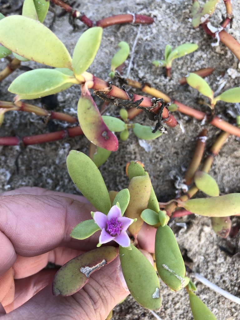 Sesuvium portulacastrum L. 3