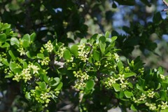 Canthium spinosum