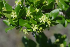Canthium spinosum