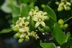 Canthium spinosum
