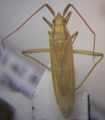 Stenodema calcarata