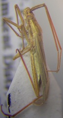 Stenodema calcarata