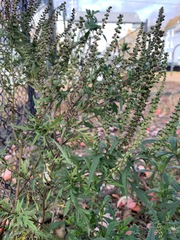Ambrosia artemisiifolia